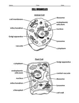 Cells And Cell Organelles With Questions And Label A Diagram Worksheet