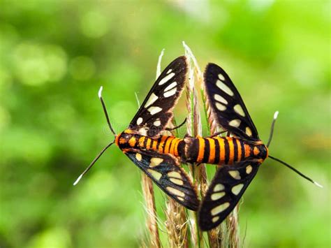 Mating Behavior of Tiger Moth Stock Image - Image of moth, insect ...