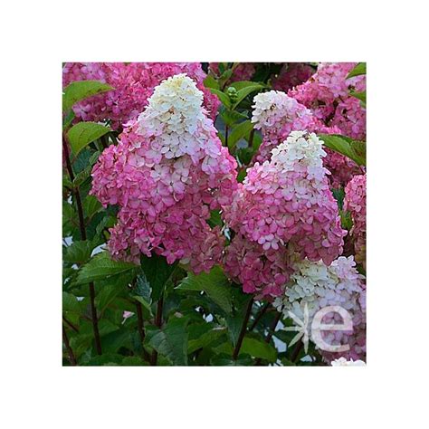 Hydrangea Paniculata Fraise Melba Ctr L