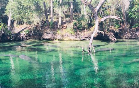 The manatees at Blue Springs are a must see. This was low numbers this ...