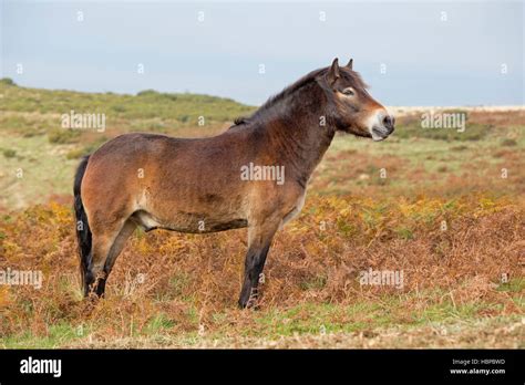 Wild Exmoor Pony Exmoor National Park Somerset England Uk Stock