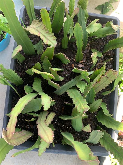 Rare Orchid Cactus German Empress Epiphyllum Rooted Live Plants Fresh