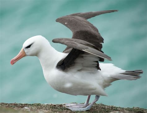 Gough Island: Seabird Capital of the South Atlantic