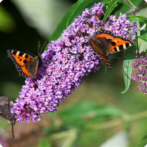 Butterfly Bush Seeds - Heirloom Untreated NON-GMO From Canada