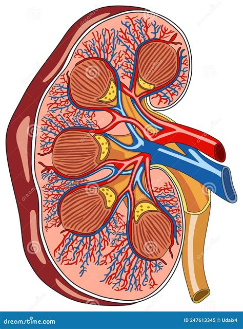 Sistema Urinario Renale Dellorgano Umano Anatomia Illustrazione Di