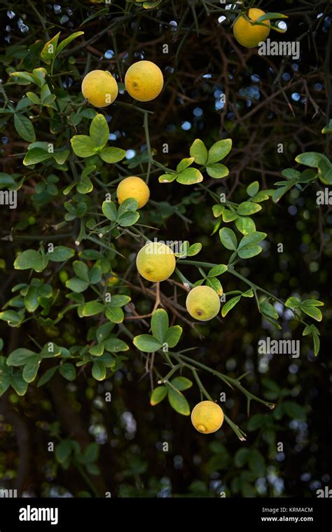 Poncirus trifoliata Stock Photo - Alamy