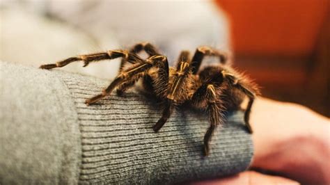 Tarantula Care Sheet: How To Look After Your Pet Tarantula