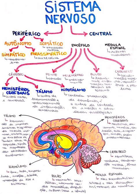 Mapa Mental Do Sistema Nervoso Anatomia Humana I Images Im – Rainy Weathers