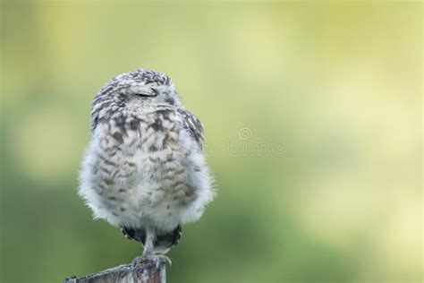 Cute Burrowing Owl Athene Cunicularia Sitting On A Branch Stock Photo