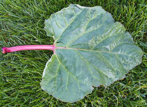 Rhubarb, Rheum rhabarbarum – Wisconsin Horticulture