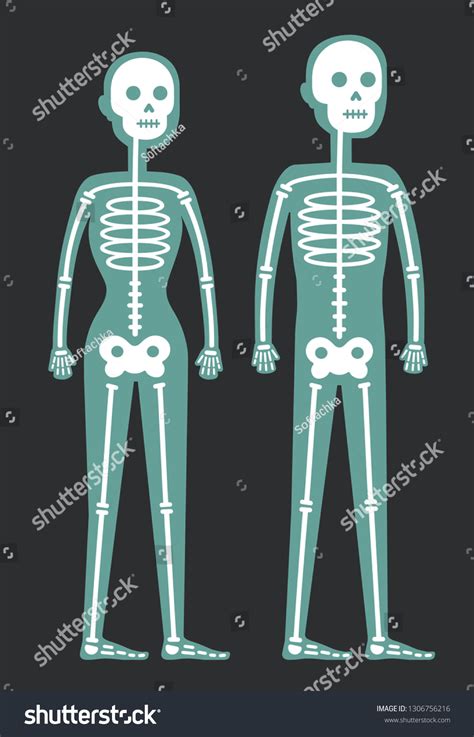 Stylized Cartoon Male Female Skeletons Radiography Stock Vector