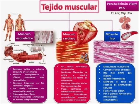 tejido muscular Tejido que posibilita la contracción de los músculos y