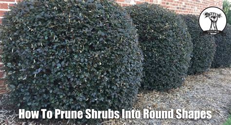 How To Prune Shrubs And Bushes YouTube