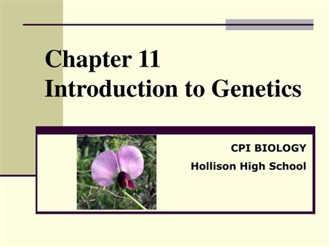 Ppt Chapter Introduction To Genetics Powerpoint Presentation Free