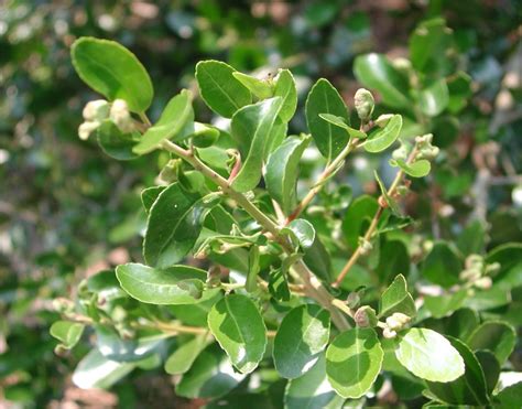 Yaupon Holly Nature Photo Gallery