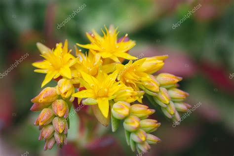 Hermosas Hojas Verdes Suculentas Con Flores Amarillas Florecientes