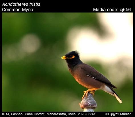 Acridotheres Tristis Linnaeus Common Myna Birds