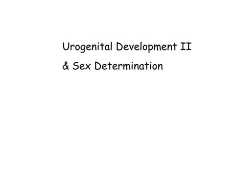 Urogenital Development And Sex Determination Ppt