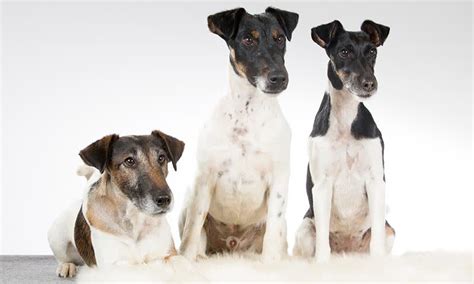 Los Mejores Perros Peque Os De Pelo Corto Descubre Las Razas M S