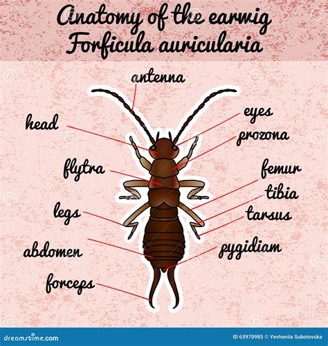 Insect Anatomy. Sticker Cicada. Cicadidae. Chremistica Umbrosa. Sketch ...