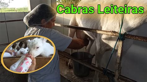 Criação de Cabras Leiteiras do Capril da Dona Vânia Ordenha do Leite