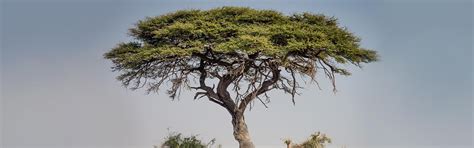 South African Indigenous Trees