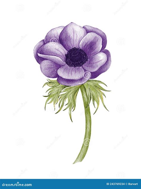 Painted Watercolor Anemone Flower Purple Wedding Anemone Illustration