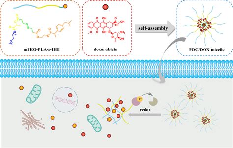 Schematic Illustration Of Redox Cleavable Pdc Dox Micelles For The