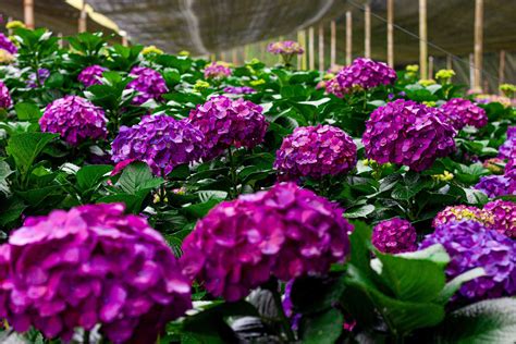 Native Blue Hydrangeas from Colombia | Santa Elena Hydrangeas