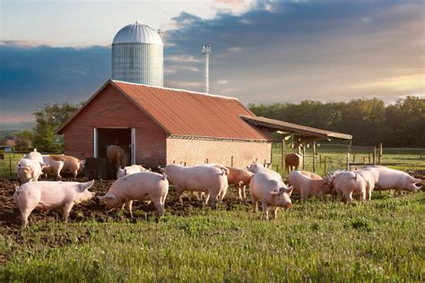 Criar porcos Guia para iniciantes Pinhos Armazém Agrícola