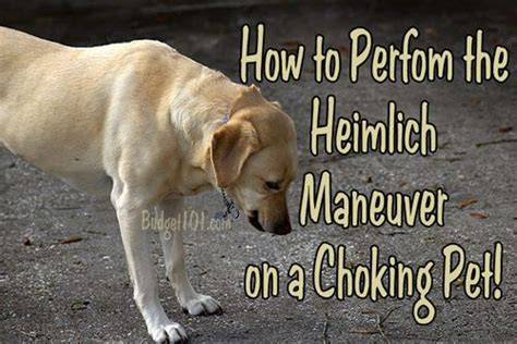 What to do if your dog chokes Tiny Dogs, Small Dogs, Dogs And Puppies ...