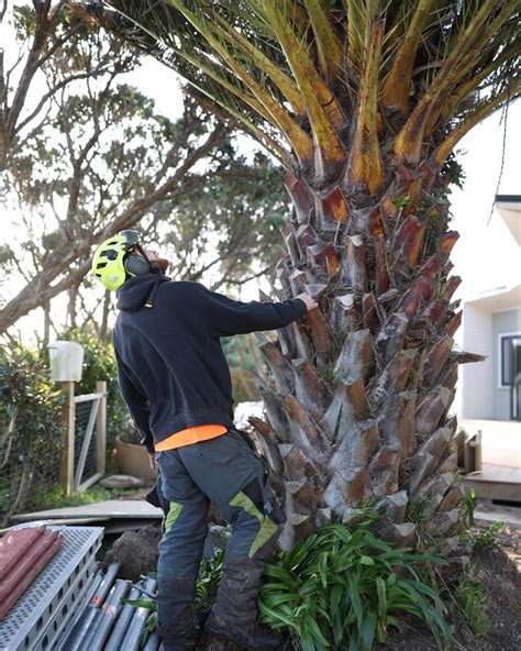 Crown Lifting Wellington Arborists Urban Tree Services