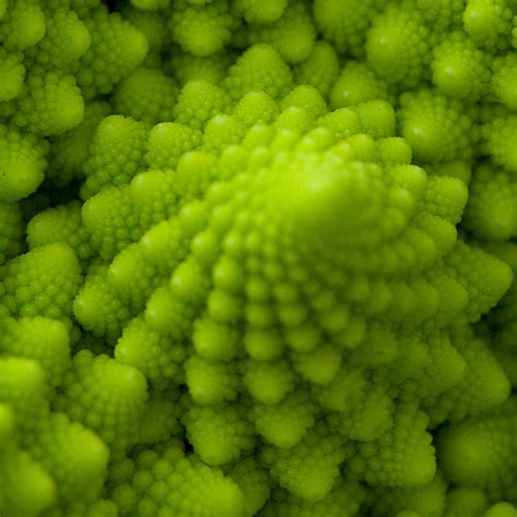 Fractals In Nature How To Help Your Outdoorsy Girl Love Math Artful Math