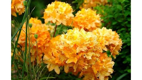 Азалия Голден Лайтс купить в Москве.