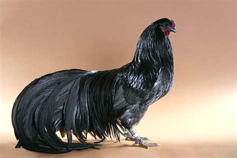 Sumatra - My Pet Chicken