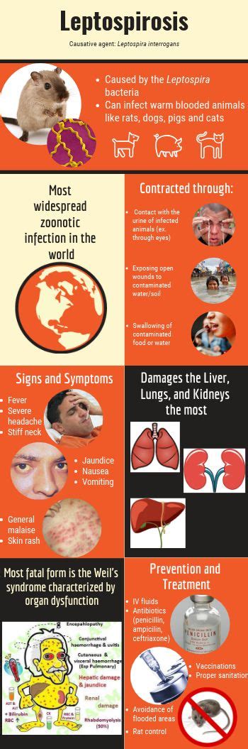 leptospirosis symptoms in humans - Keith Fields