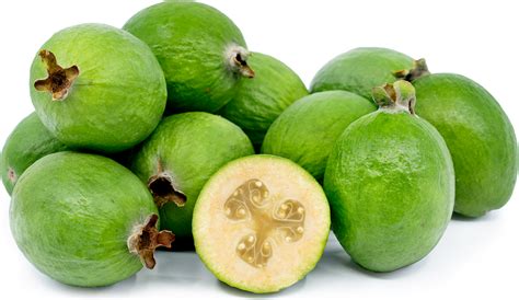 Conoce al árbol feijoas y su fruto Arboles frutales