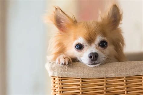 Pomchi Breed Info: Size, Color Varieties, Lifespan and More ...