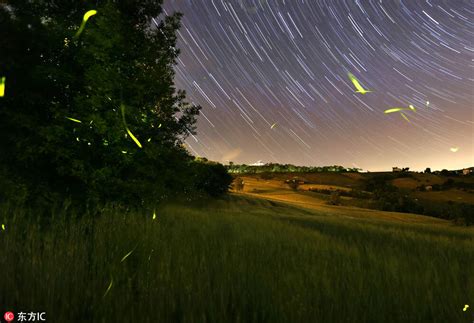 全球最美萤火虫观赏地 夜空中最亮的星手机凤凰网