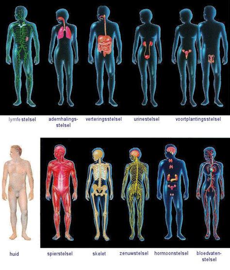 Organenstelsel Orgaanstelsel Integumentary System Body Systems