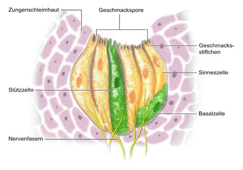 Illustration Geschmacksknospe Medicalgraphics