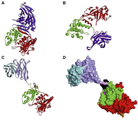 Structure Of Pseudomonas Exotoxin Variants And Diphtheria Toxin A The