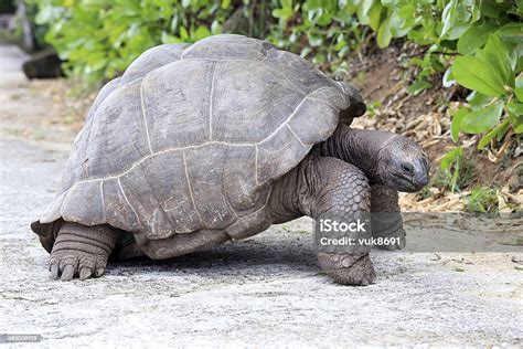 Seychelles Giant Tortoise Stock Photo Download Image Now Giant