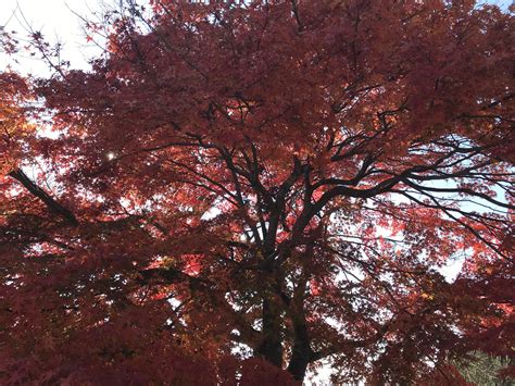 Wild Japan — Tropical Ice