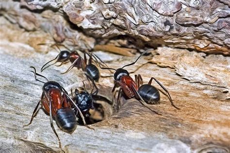 Comment Reconnaître La Fourmi Charpentière Nova Extermination