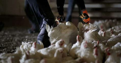 Chicken Antibiotics: Why Are Chickens Given Antibiotics?