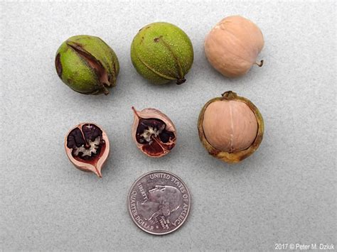 Bitternut Hickory Keystone Tree Crops Cooperative