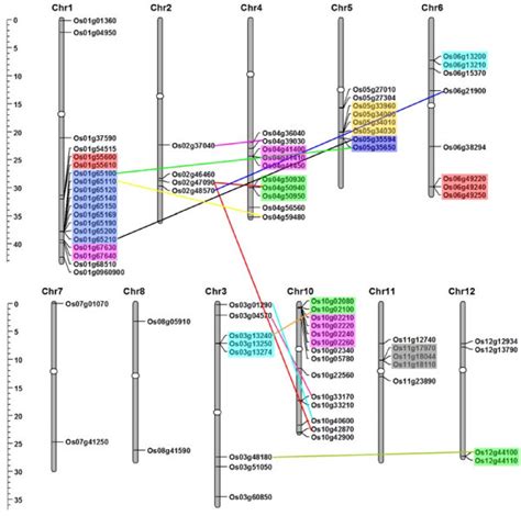 Chromosomal Localization And Gene Duplication Events Of Osptr Genes