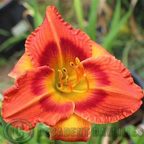 Delta Flame Decadent Daylilies Australia