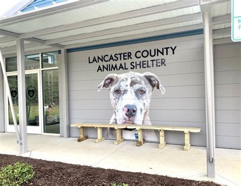 Pets for Adoption at Lancaster County Animal Shelter, in Lancaster, SC ...